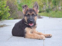 星园犬业