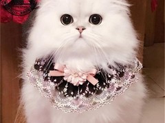 顺安猫舍