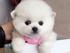 三亚西施犬
