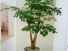 西安希美园林花卉租赁公司