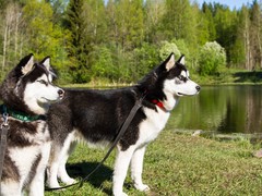 银川小型葡萄牙波登可犬