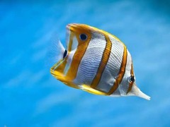 北京魚(yú)缸維護(hù)
