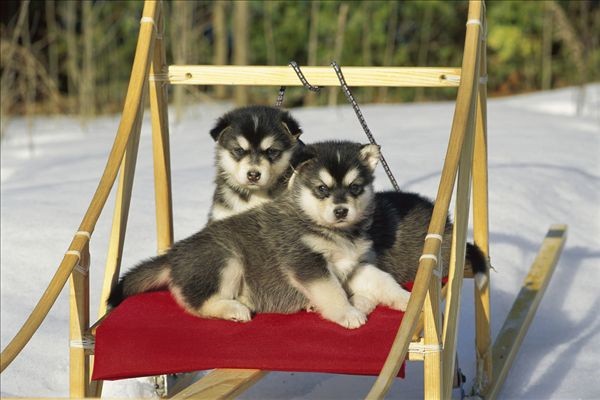 犬舍繁殖基地