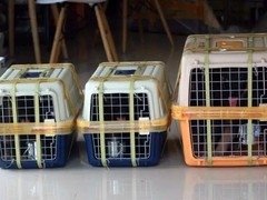 邢台宠物空运公司