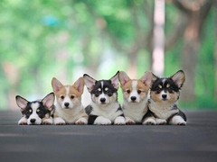 顺琦犬舍