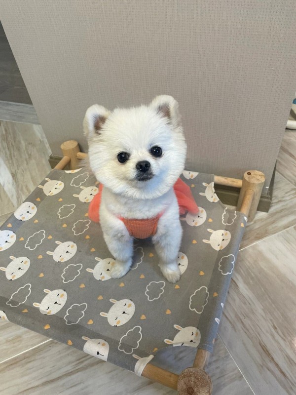 犬舍繁殖基地