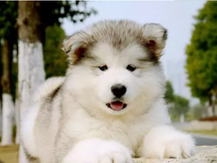 安安犬舍