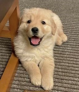 犬舍繁殖基地