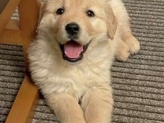 爱宠乐犬舍