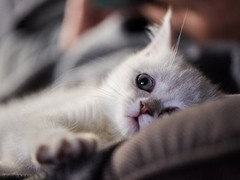 兰州缅因猫价格