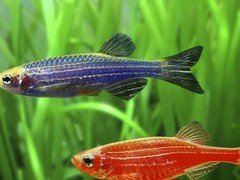 成都鸿途锦鲤