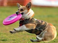 镇江训犬基地
