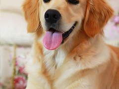珠海库瓦兹犬