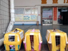 常州宠物空运公司
