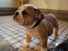 星园犬业
