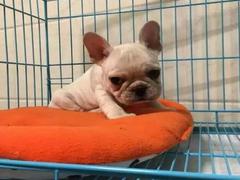 盛诚犬业