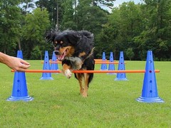 赣州训犬基地