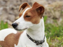 南昌硬毛指示格里芬犬