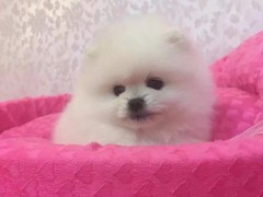 长沙喜喜宠物狗
