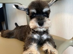 犬舍繁殖基地