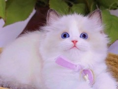 名猫宠物馆1
