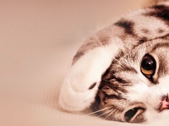 长沙东方猫领养