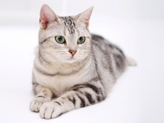 宁波拉邦猫出售