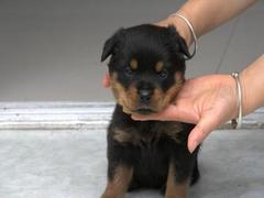 盛诚犬业
