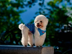 南昌硬毛指示格里芬犬