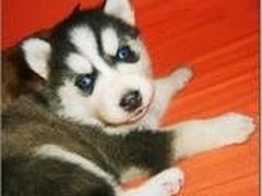雷克萨斯~尨犬舍