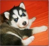 雷克萨斯~尨犬舍