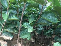 园林设计专业经营绿化工程