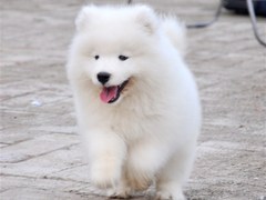 长沙宠物狗养殖