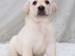 犬舍繁殖基地
