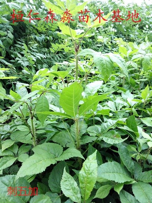 长梗刺五加苗 辽宁刺五加基地 五加参苗 五加皮苗