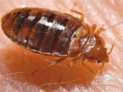 绵阳灭鼠公司