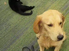 嘉兴训犬学校
