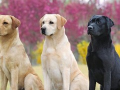 金达血统名犬繁育基地