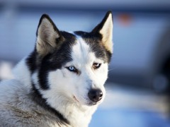 福州罗得西亚脊背犬