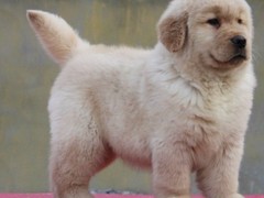 成都喜喜犬舍