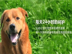 北京宠物火化