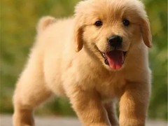 唐山英国玩具犬