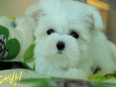 盛诚犬业