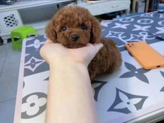 广东旺驰犬舍（cku认证犬舍）