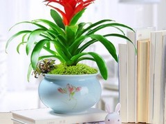 天津绿红园花卉