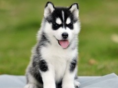 咸阳哈士奇幼犬
