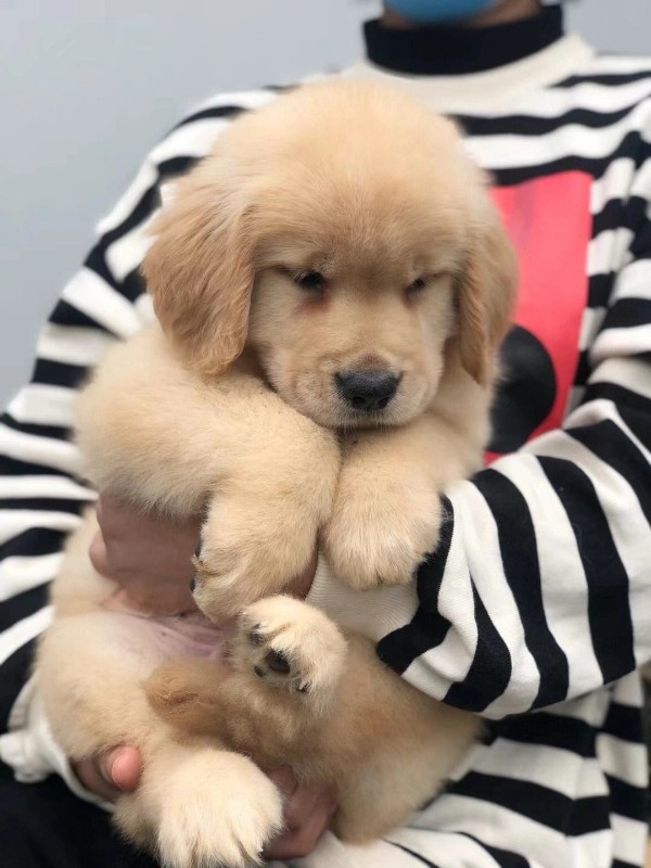 犬舍繁殖基地