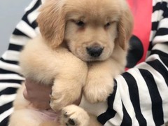 爱宠乐犬舍
