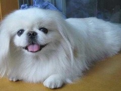 福州荷兰毛狮犬