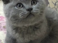 武汉馨馨猫舍